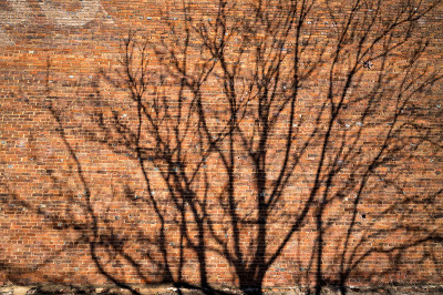 ¿Qué es un árbol bajo y 2 metros desde dónde? [SAP]